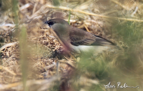 Timor Sparrow